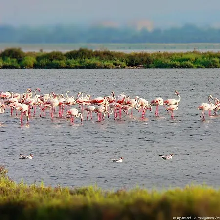 Le Grand Large Bord De & מלון פאלאבה-לה-פלו